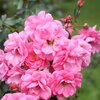 Rosa 'Mirato®'