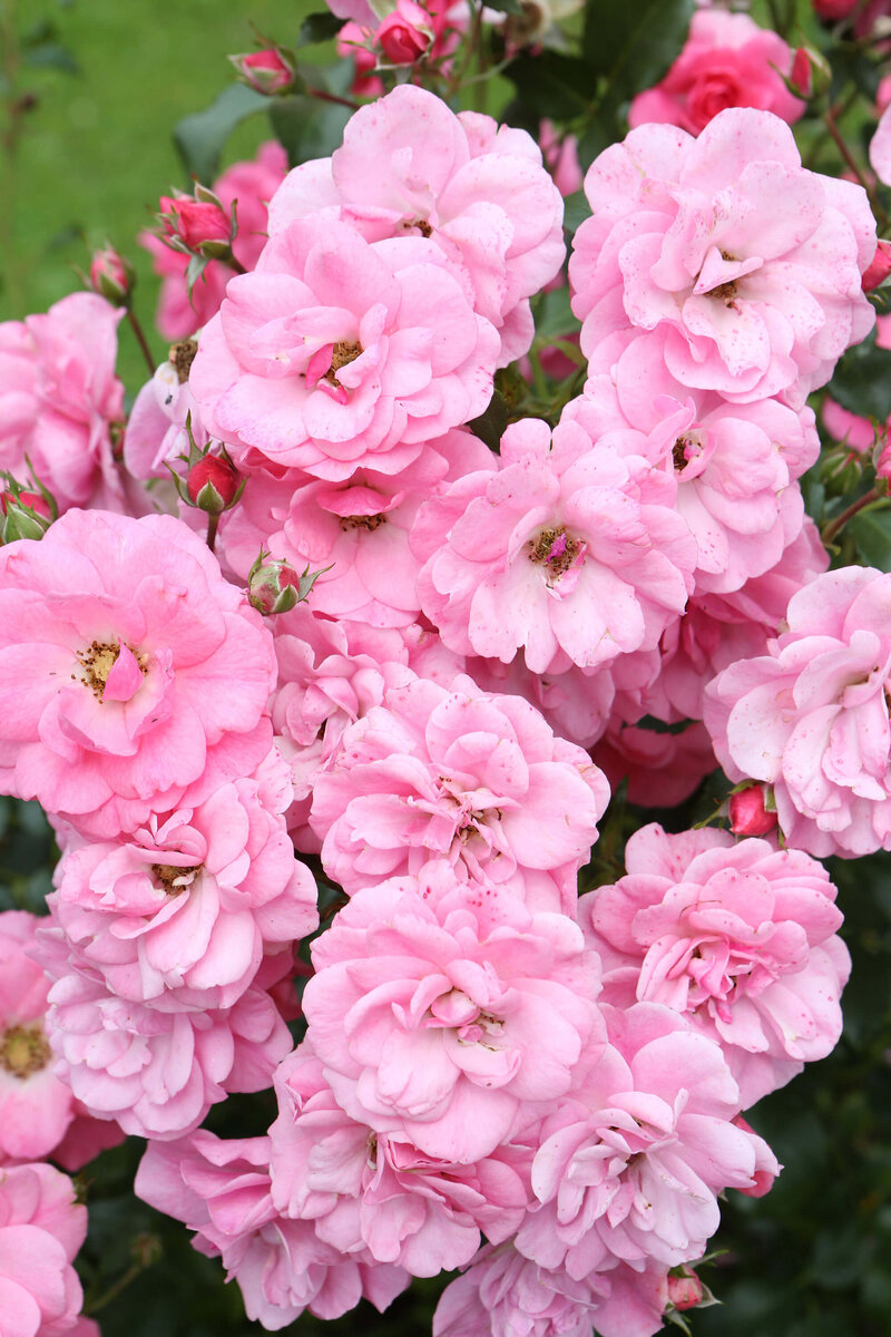 Rosa 'Mirato®'