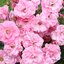 Rosa 'Mirato®'