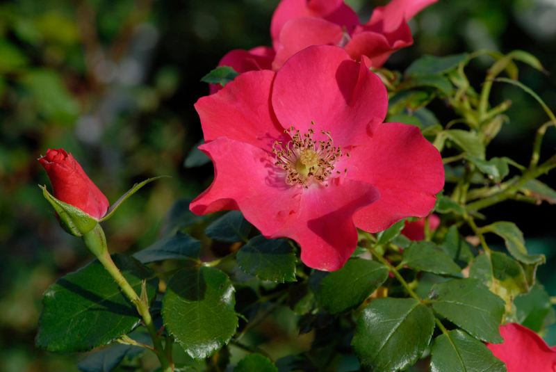 Rosa 'Stadt Rom®'