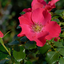 Rosa 'Stadt Rom®'