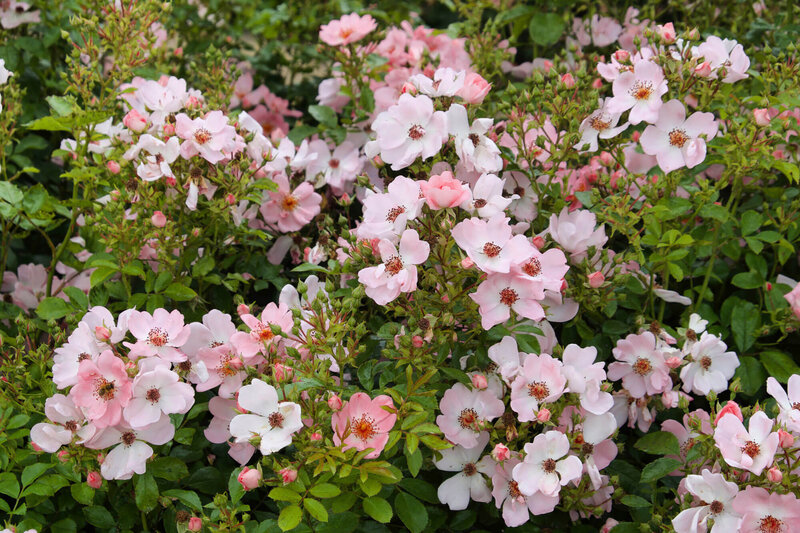 Rosa 'Sweet Haze®' ADR