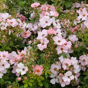Rosa 'Sweet Haze®' ADR
