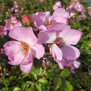Rosa 'Sweet Haze®' ADR
