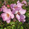 Rosa 'Sweet Haze®' ADR