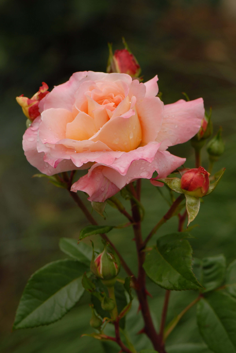 Rosa 'Augusta Luise®'