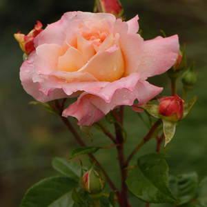 Rosa 'Augusta Luise®'