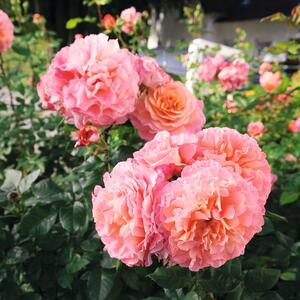 Rosa 'Augusta Luise®'