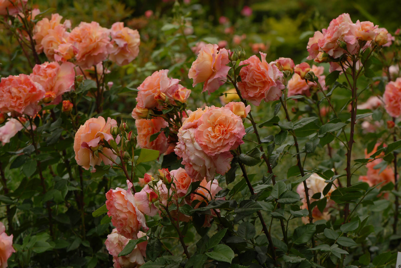 Rosa 'Augusta Luise®'