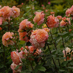 Rosa 'Augusta Luise®'