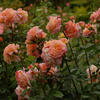 Rosa 'Augusta Luise®'