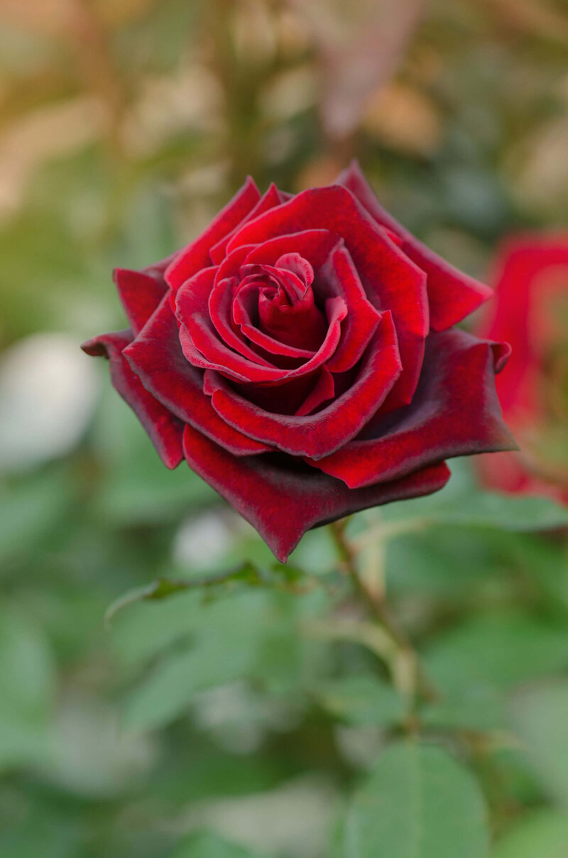 Rosa 'Barkarole®'