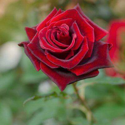 Rosa 'Barkarole®'