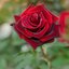 Rosa 'Barkarole®'