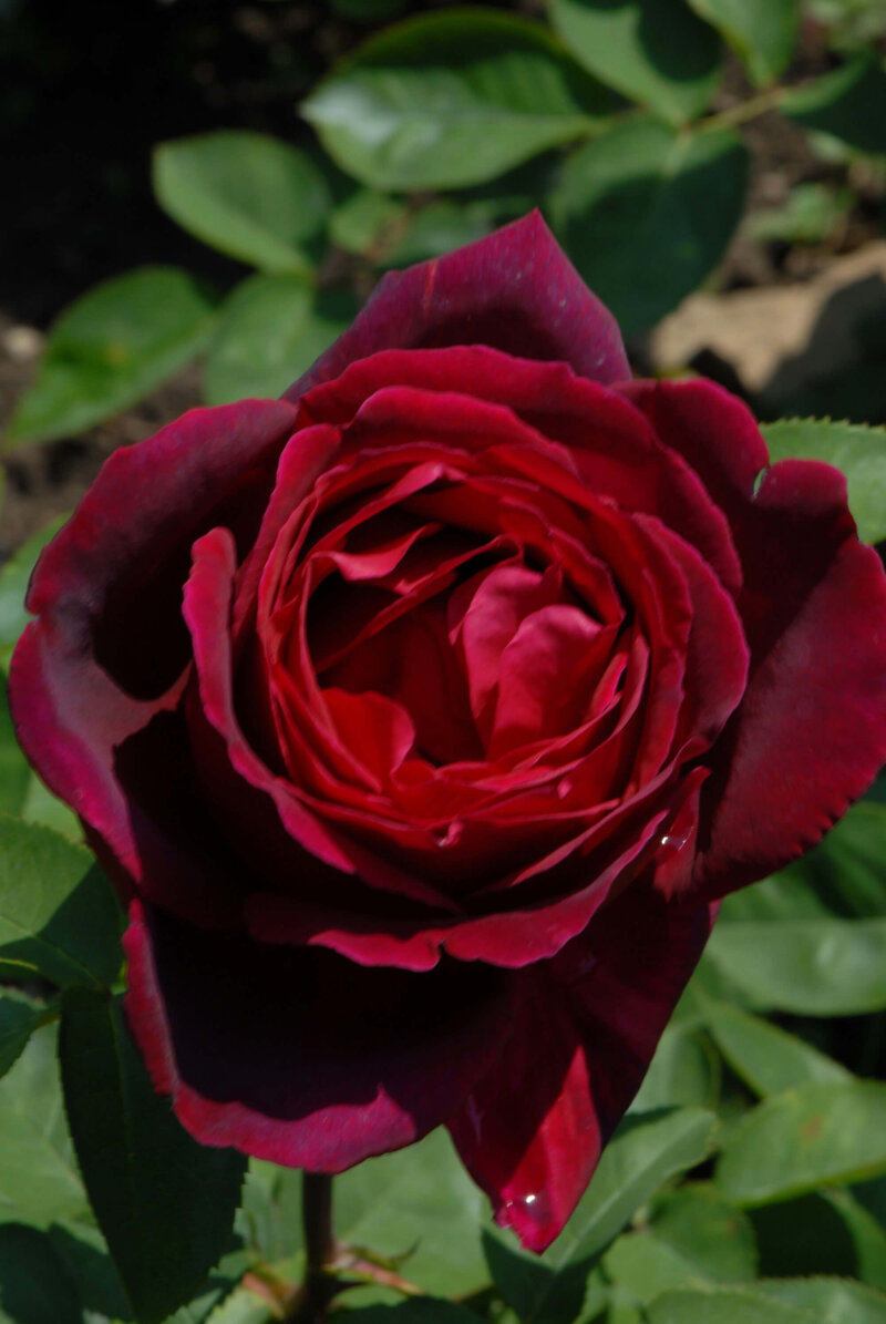 Rosa 'Barkarole®'
