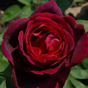 Rosa 'Barkarole®'