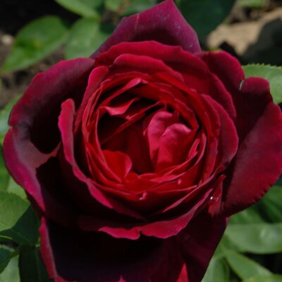 Rosa 'Barkarole®'