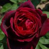 Rosa 'Barkarole®'