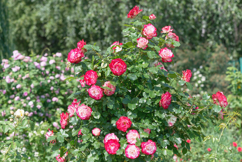 Rosa 'Double Delight®'