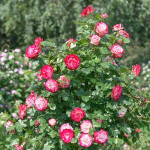 Rosa 'Double Delight®'
