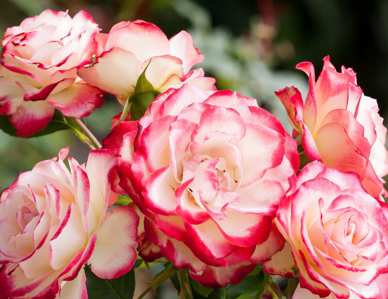 Rosa 'Double Delight®'