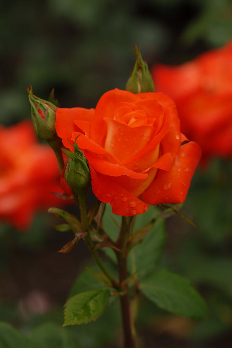 Rosa 'France Libre®'