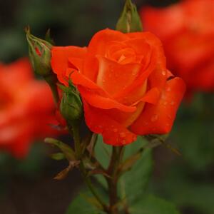 Rosa 'France Libre®'