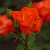Rosa 'France Libre®'