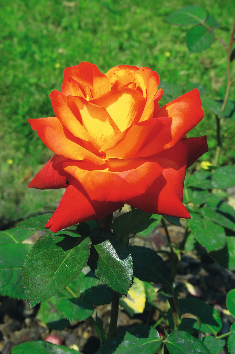 Rosa 'France Libre®'