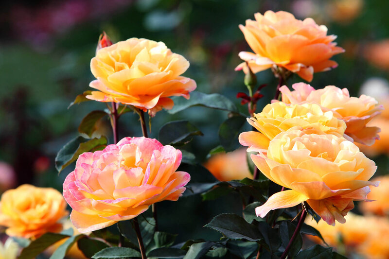 Rosa 'Gloria Dei'