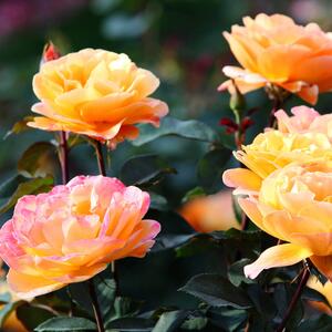 Rosa 'Gloria Dei'