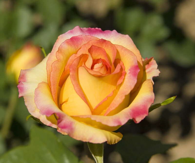 Rosa 'Gloria Dei'