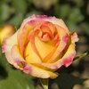 Rosa 'Gloria Dei'