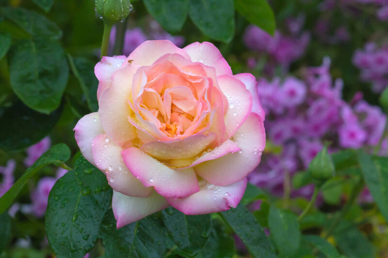 Rosa 'Gloria Dei'