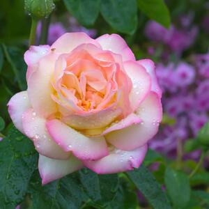 Rosa 'Gloria Dei'