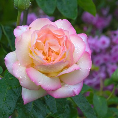 Rosa 'Gloria Dei'