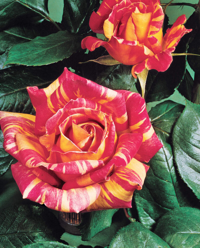 Rosa 'Harry Wheatcroft'