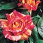 Rosa 'Harry Wheatcroft'