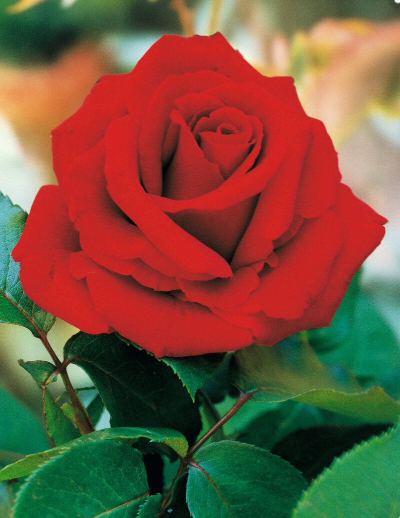 Edelrosen-Kollektion