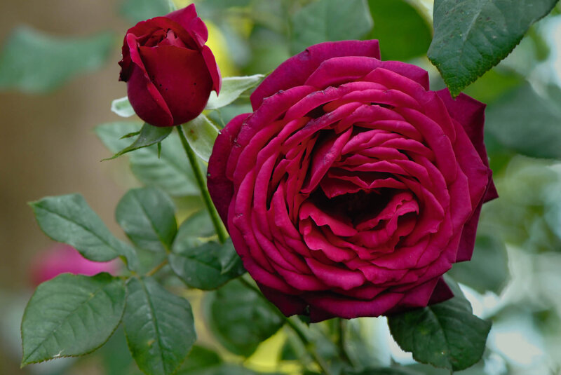 Rosa 'Johann Wolfgang von Goethe'