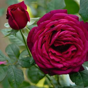 Rosa 'Johann Wolfgang von Goethe'