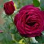 Rosa 'Johann Wolfgang von Goethe'