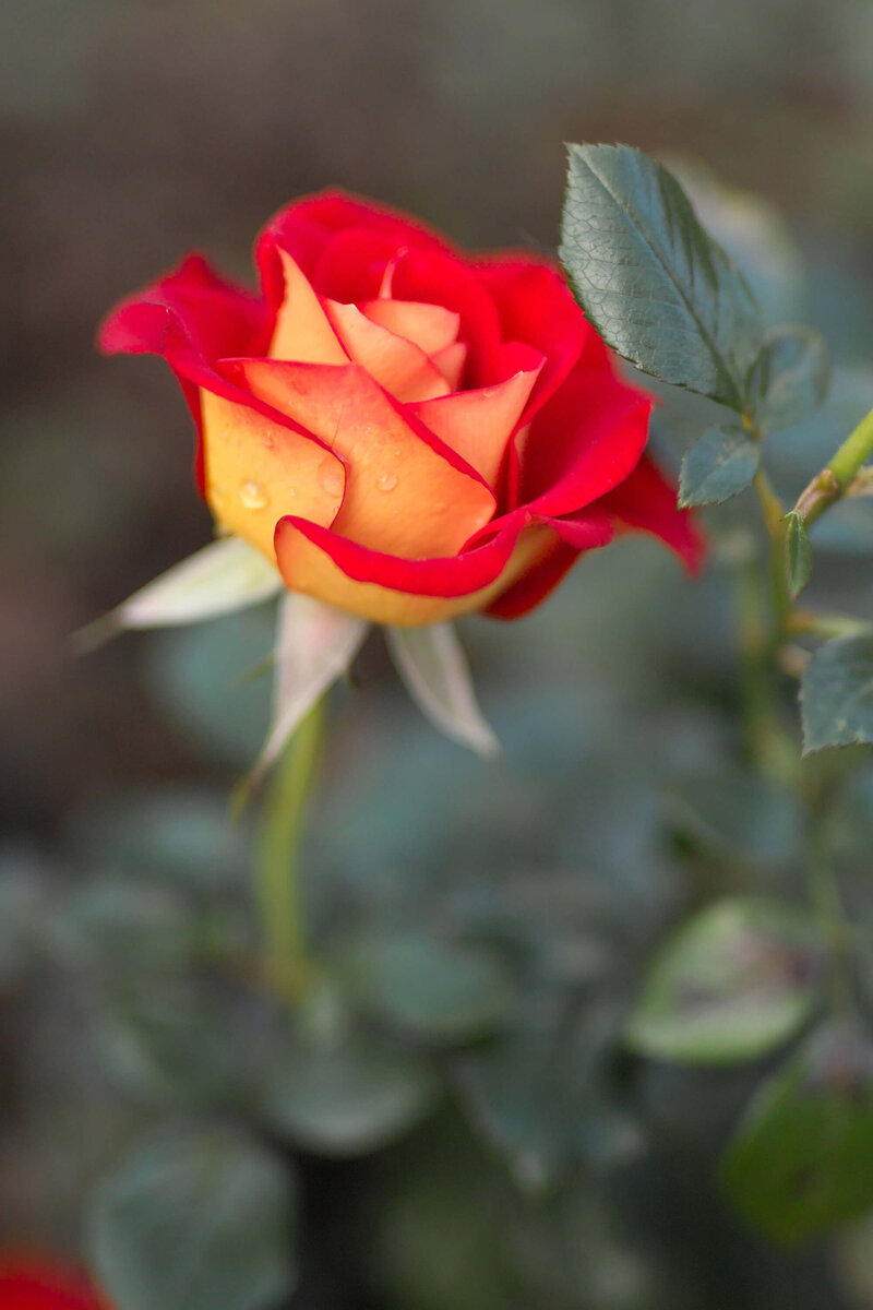 Rosa 'Ketchup & Mustard®'