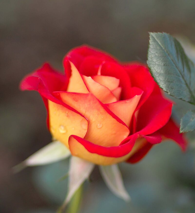 Rosa 'Ketchup & Mustard®'