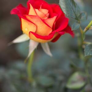 Rosa 'Ketchup & Mustard®'