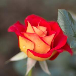 Rosa 'Ketchup & Mustard®'