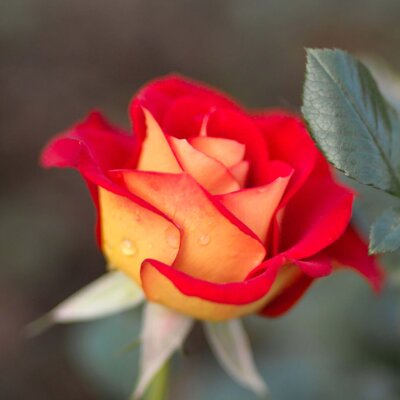 Rosa 'Ketchup & Mustard®'