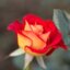 Rosa 'Ketchup & Mustard®'
