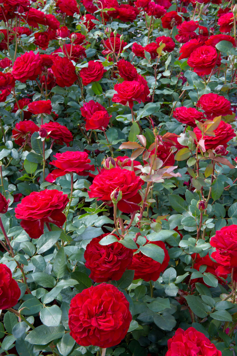 Rosa 'Merci Cherie'