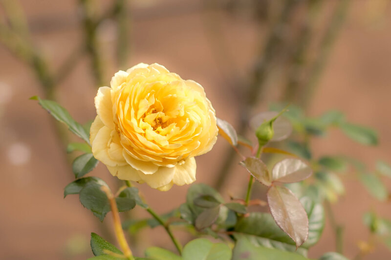Rosa 'Michelangelo®'